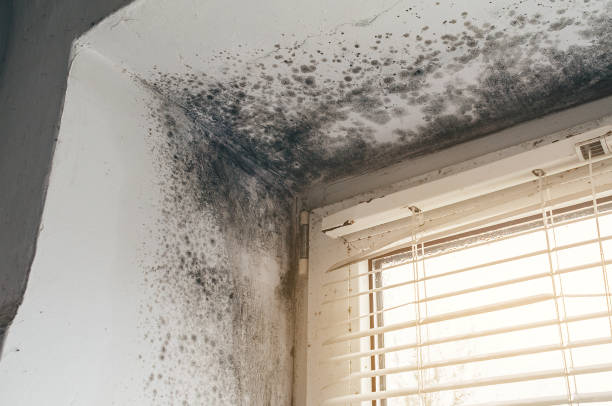 Trusted Black Mold Removal service in Dameron, MD - Cheap Mold Removal
