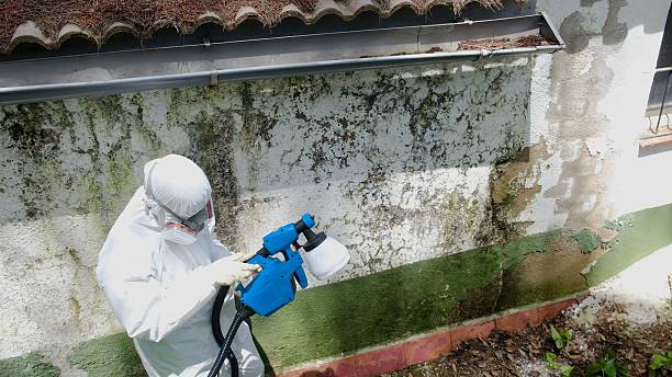 Top rated local Basement Mold Removal specialists in Dameron, MD